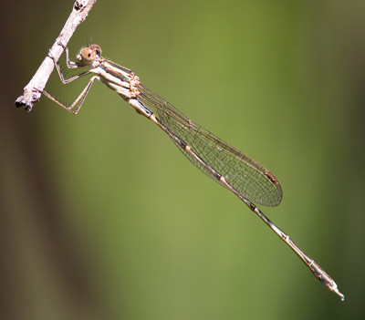 Austrolestes analis